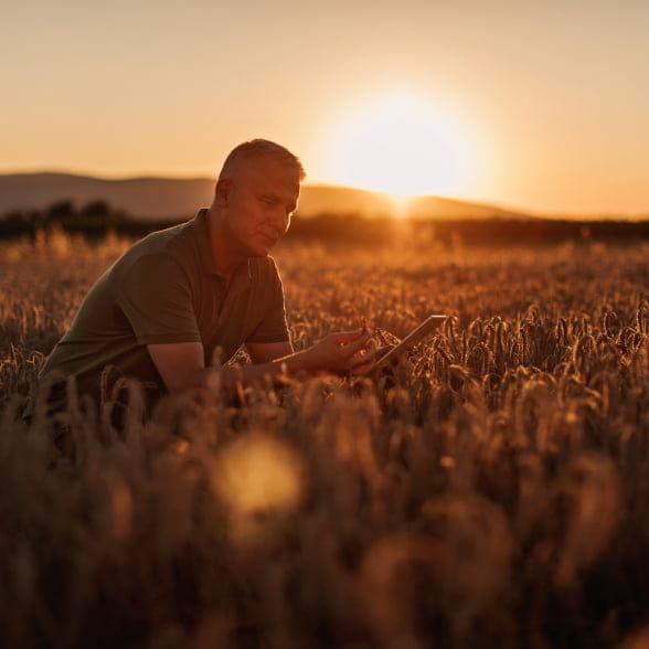 Farmer crouched in crops holding tablet