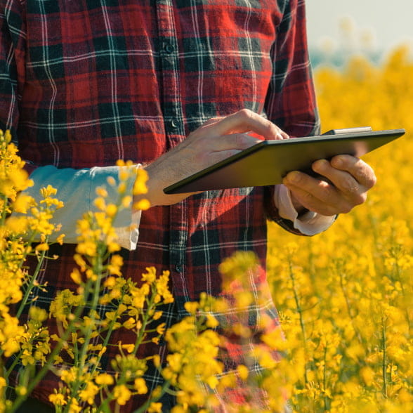 Farmer in field looking at iPad